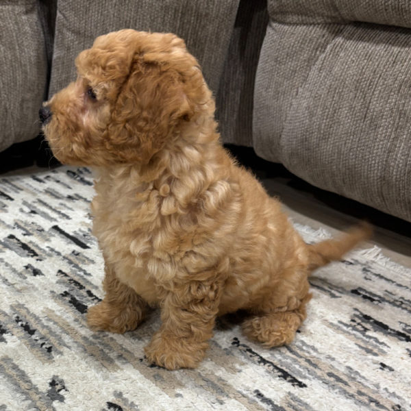F1b Maltipoo Puppy for Sale