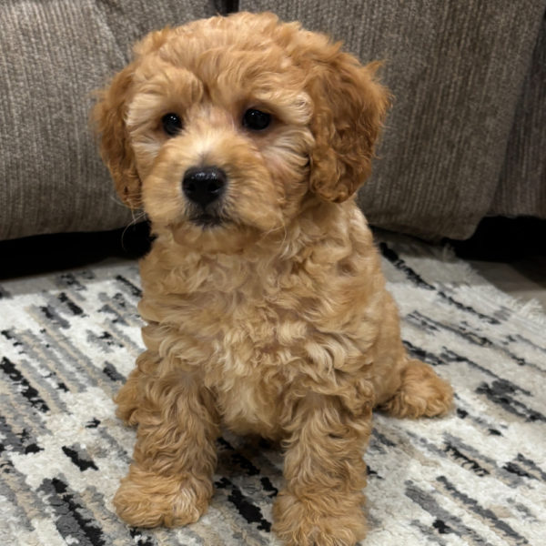 F1b Maltipoo Puppy for Sale