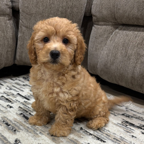 F1b Maltipoo Puppy for Sale