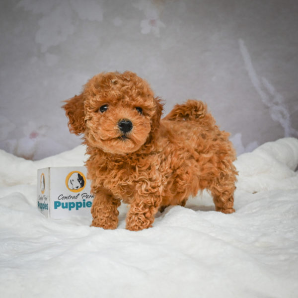 F1b Maltipoo Puppy for Sale