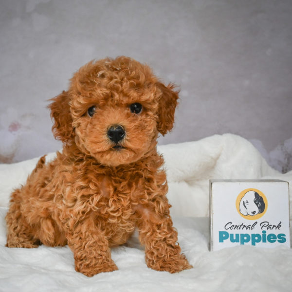 F1b Maltipoo Puppy for Sale