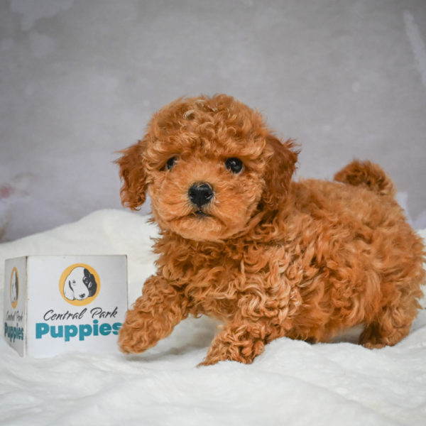 F1b Maltipoo Puppy for Sale