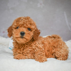 F1b Maltipoo Puppy for Sale
