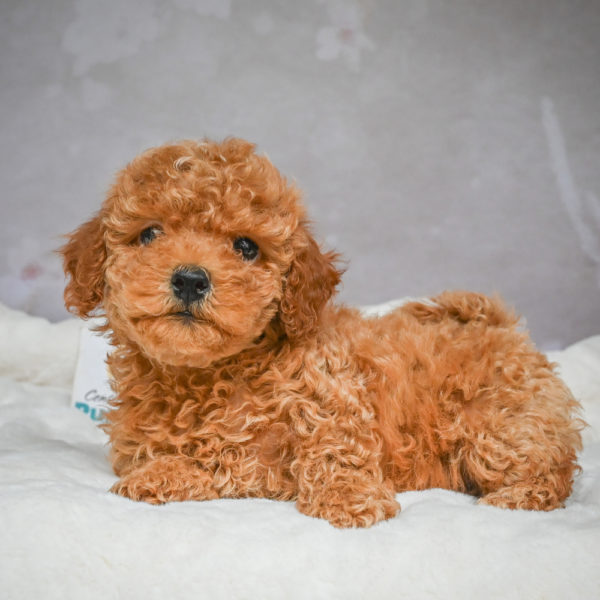 F1b Maltipoo Puppy for Sale