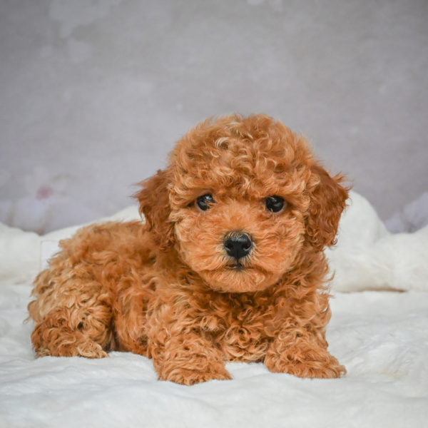 F1b Maltipoo Puppy for Sale