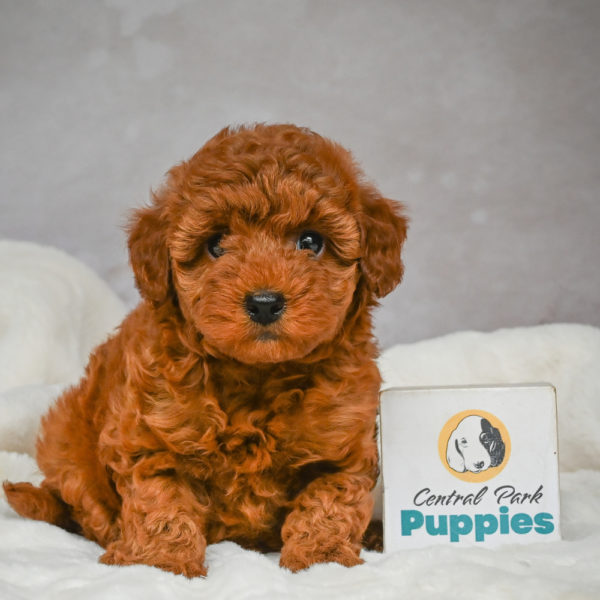 F1b Maltipoo Puppy for Sale