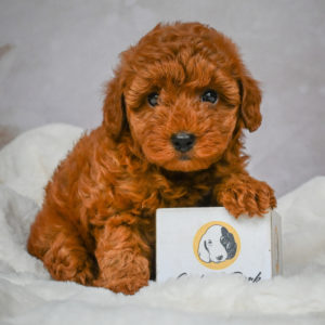 F1b Maltipoo Puppy for Sale