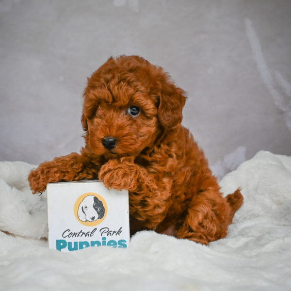 F1b Maltipoo Puppy for Sale