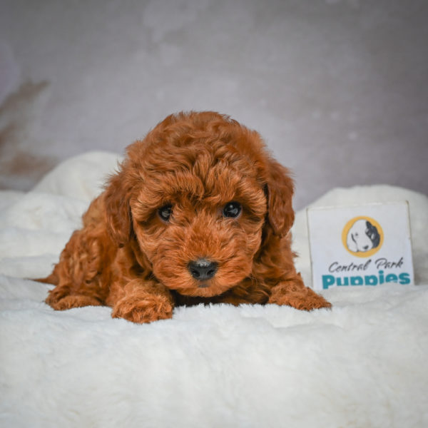 F1b Maltipoo Puppy for Sale