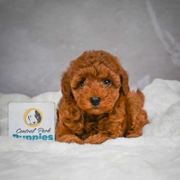 F1b Maltipoo Puppy for Sale