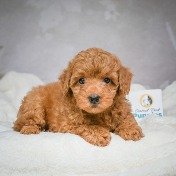 F1b Maltipoo Puppy for Sale