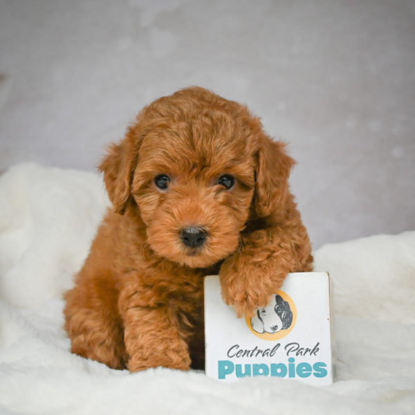 F1b Maltipoo Puppy for Sale