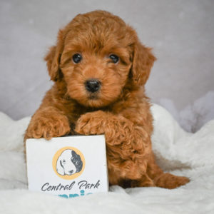 F1b Maltipoo Puppy for Sale