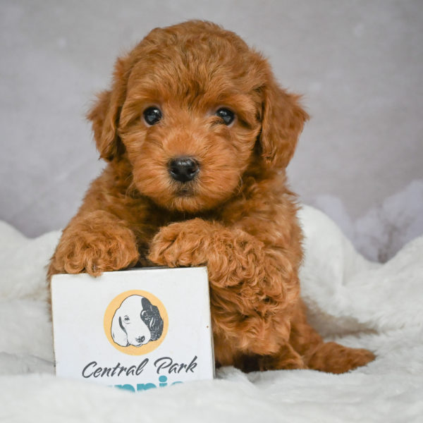 F1b Maltipoo Puppy for Sale