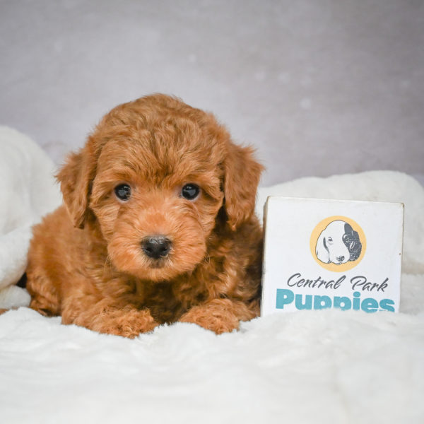 F1b Maltipoo Puppy for Sale