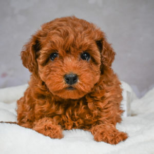 F1b Maltipoo Puppy for Sale