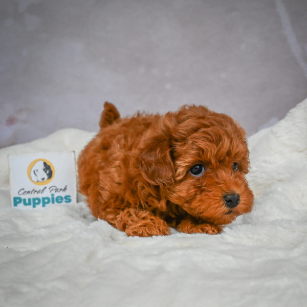 F1b Maltipoo Puppy for Sale