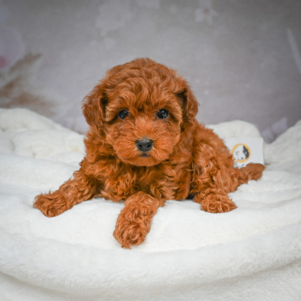 F1b Maltipoo Puppy for Sale