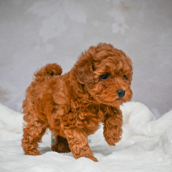 F1b Maltipoo Puppy for Sale
