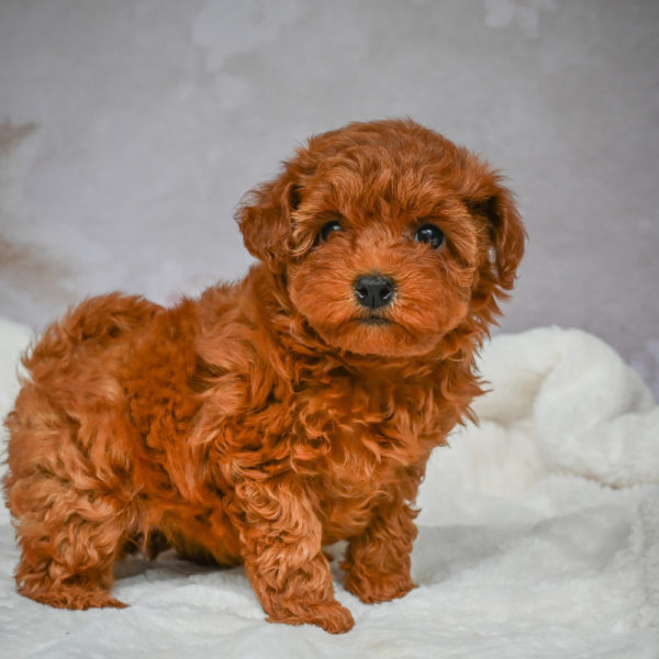 F1b Maltipoo Puppy for Sale