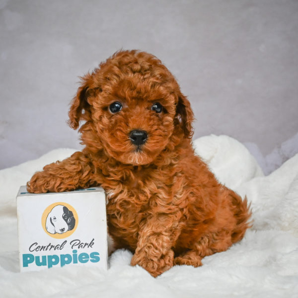 F1b Maltipoo Puppy for Sale