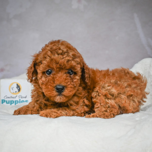 F1b Maltipoo Puppy for Sale