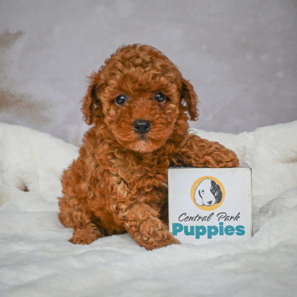 F1b Maltipoo Puppy for Sale
