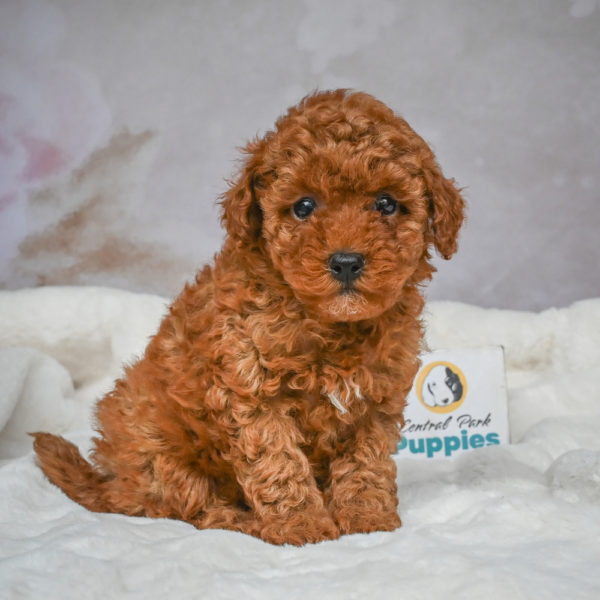 F1b Maltipoo Puppy for Sale