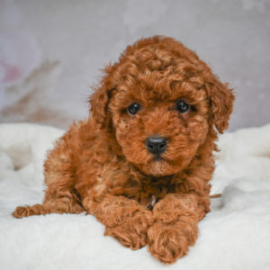 F1b Maltipoo Puppy for Sale