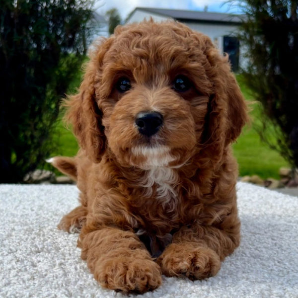 F1b Cavapoo Puppy for Sale