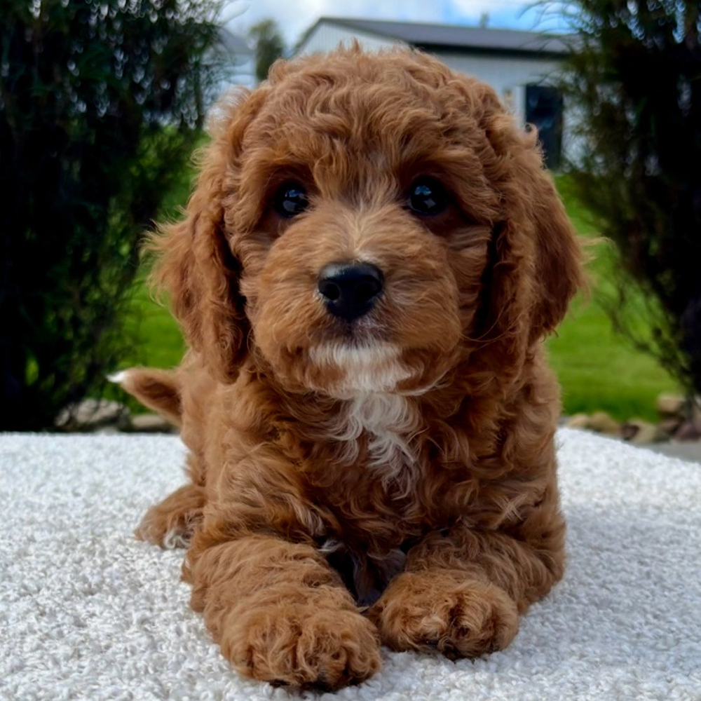 F1b Cavapoo Puppy for Sale in NYC