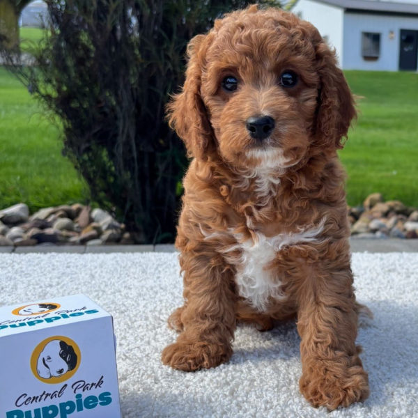 F1b Cavapoo Puppy for Sale