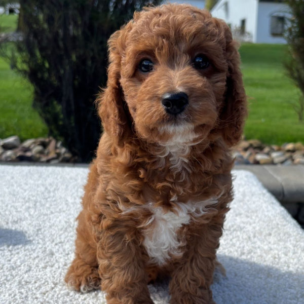 F1b Cavapoo Puppy for Sale