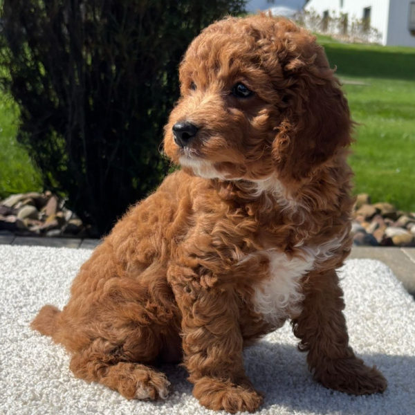 F1b Cavapoo Puppy for Sale