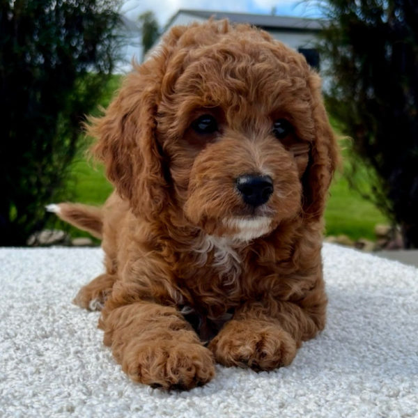 F1b Cavapoo Puppy for Sale
