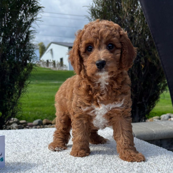 F1b Cavapoo Puppy for Sale
