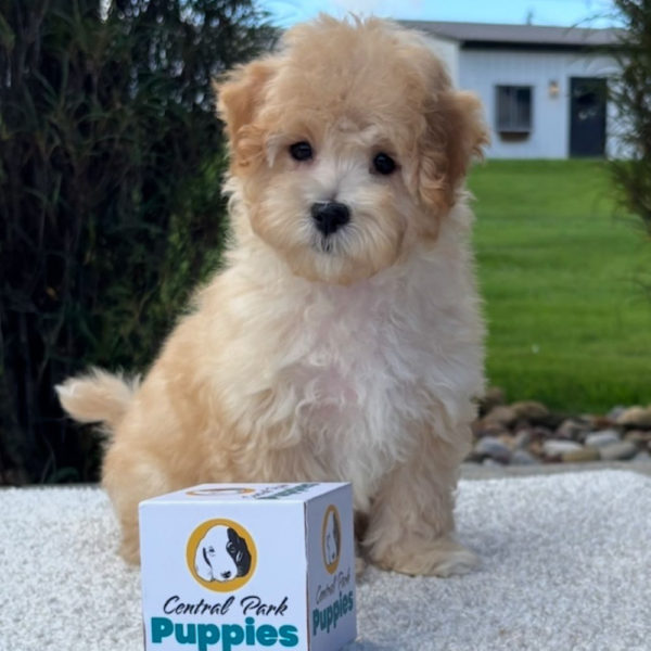 F1 Maltipoo Puppy for Sale