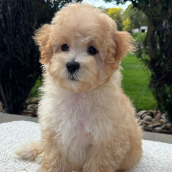 F1 Maltipoo Puppy for Sale