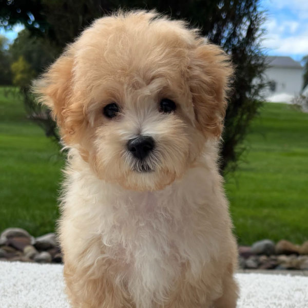 F1 Maltipoo Puppy for Sale