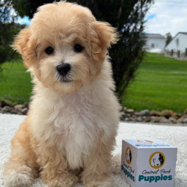F1 Maltipoo Puppy for Sale