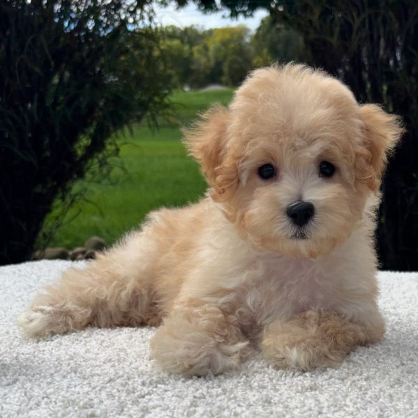F1 Maltipoo Puppy for Sale