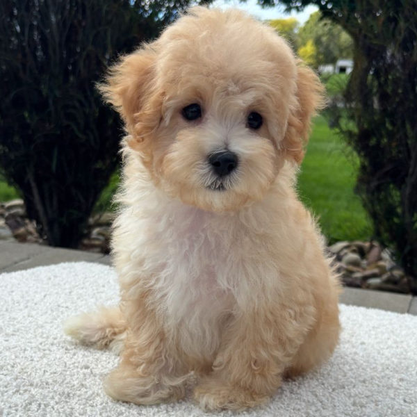 F1 Maltipoo Puppy for Sale