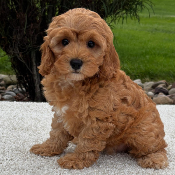 F1b Cavapoo Puppy for Sale