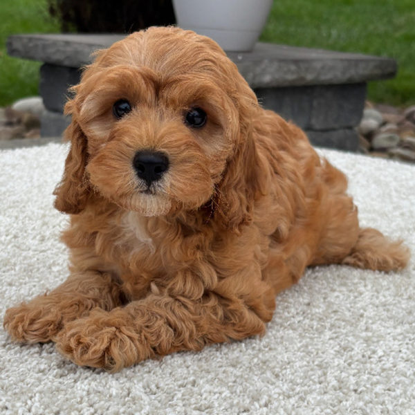 F1b Cavapoo Puppy for Sale