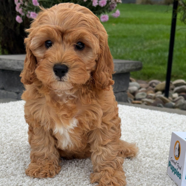 F1b Cavapoo Puppy for Sale