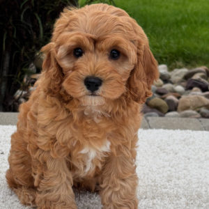 F1b Cavapoo Puppy for Sale