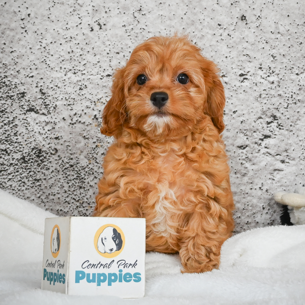 F1 Cavapoo Puppy for Sale in NYC