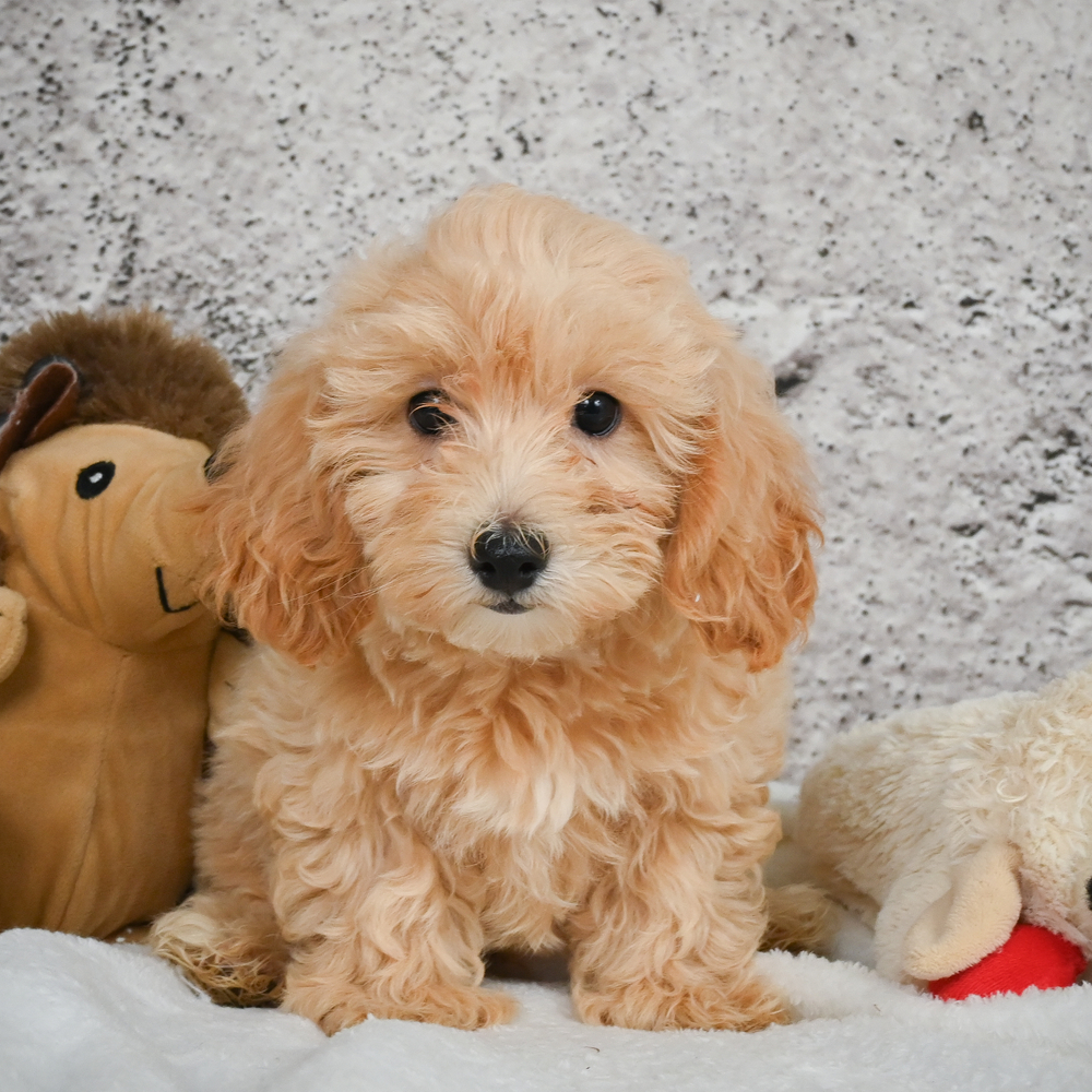 F1 Maltipoo Puppy for Sale in NYC