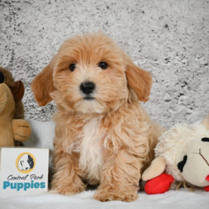 F1 Maltipoo Puppy for Sale