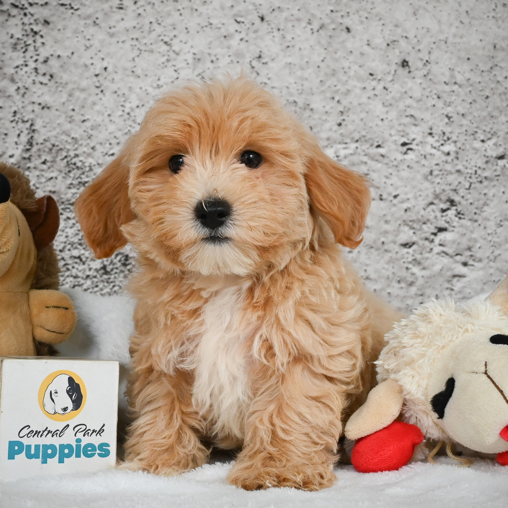 F1 Maltipoo Puppy for Sale in NYC